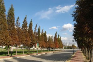 �Ĳ���·