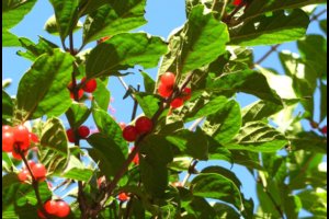 ��ʵ