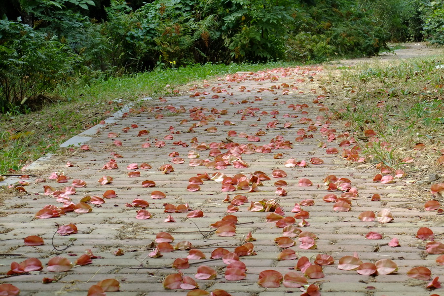 校园四季 第6页