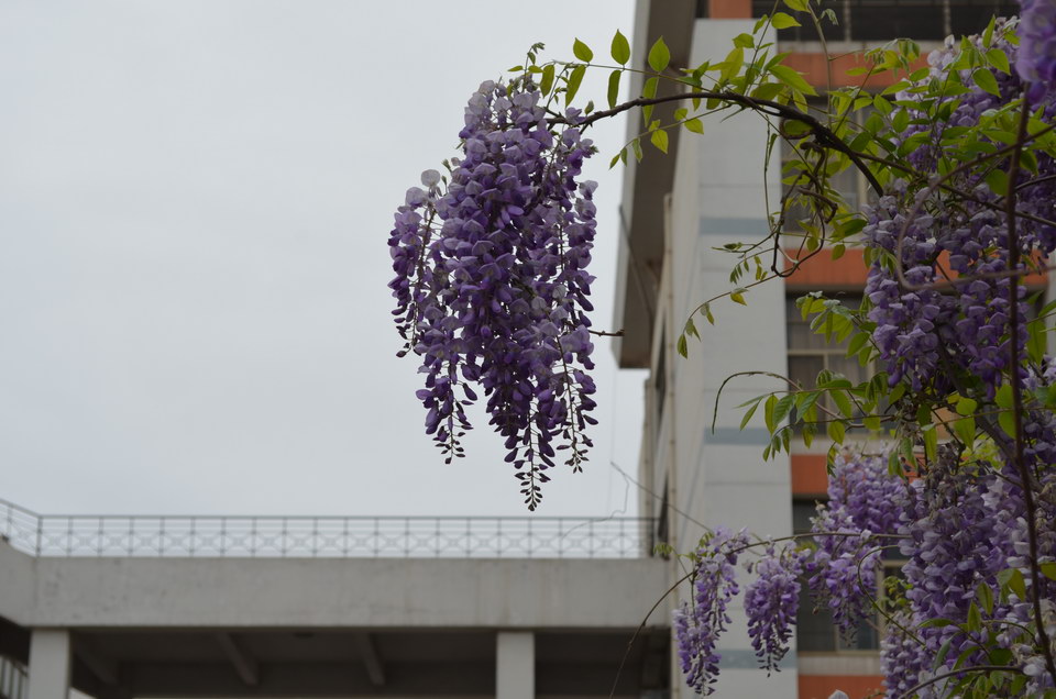 山东青岛农业大学的春季高考专业有哪些-山东