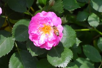 青岛农大在线 青岛农业大学新闻网 News.qau.