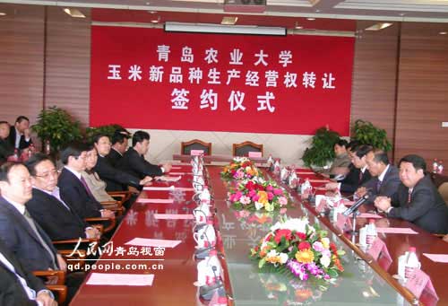 青岛农业大学四个玉米新品种“集体出嫁”