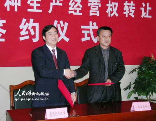 青岛农业大学四个玉米新品种“集体出嫁”