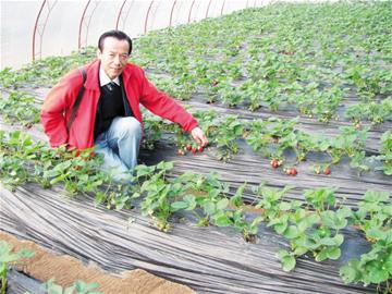 青岛育出全国第一亩秋草莓