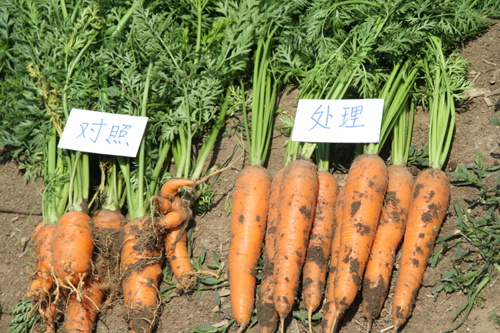 防治效果对比