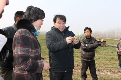 青岛农大旱地小麦专家林琪为胶州农民讲解春季麦田管理