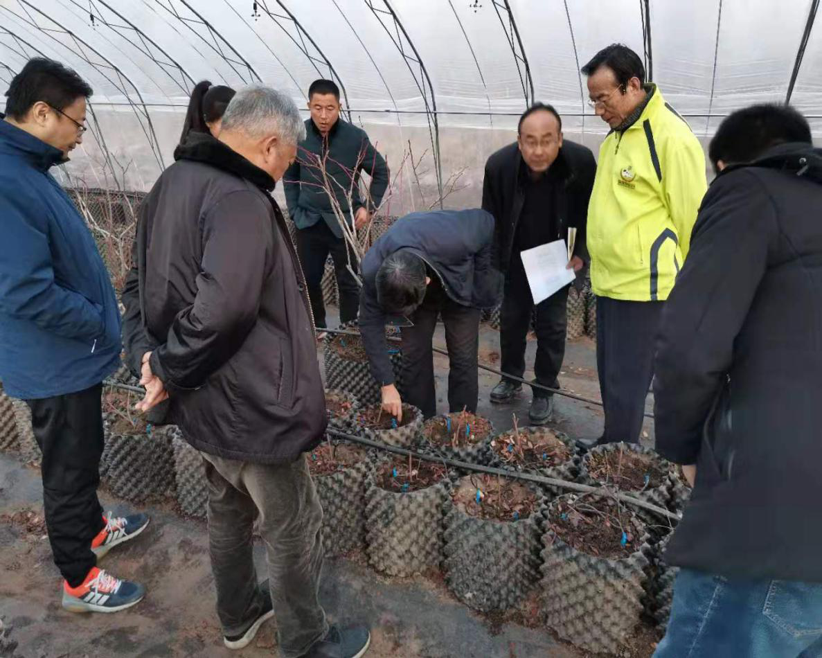 在南孙徐村现场指导蓝莓种植