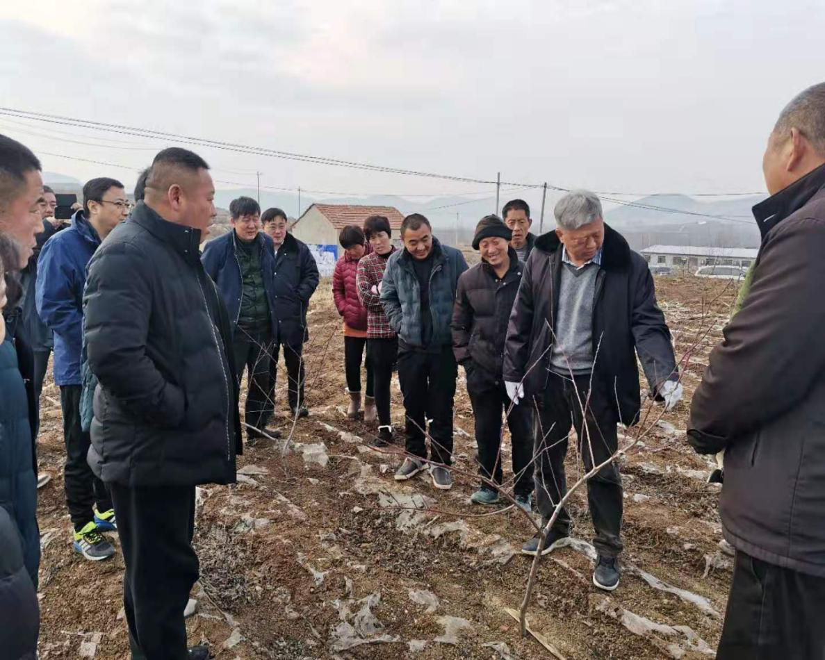 在后等齐村现场指导果树剪枝