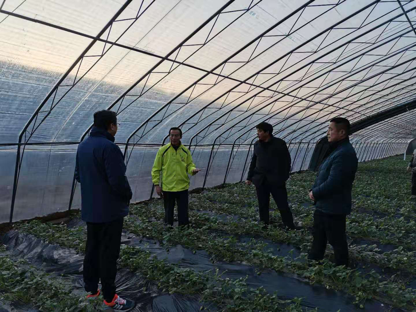 在前等齐村现场指导草莓种植
