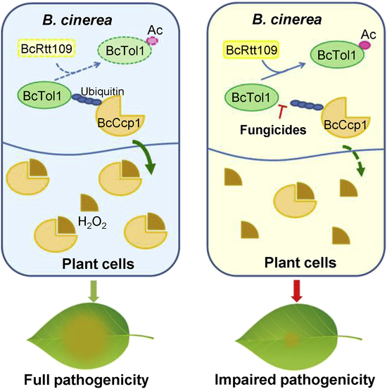 梁文星团队在Current Biology发文以病原菌ROS清除为靶标开发新型广谱性药物