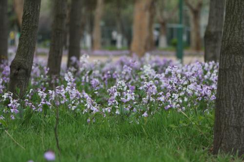 二月兰花海：淡紫色农大如梦似幻