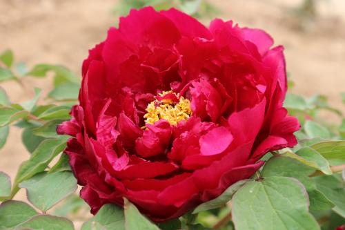 国色牡丹：花开时节动青农